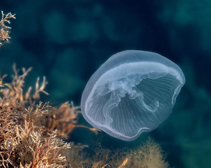 Подгузники из медуз