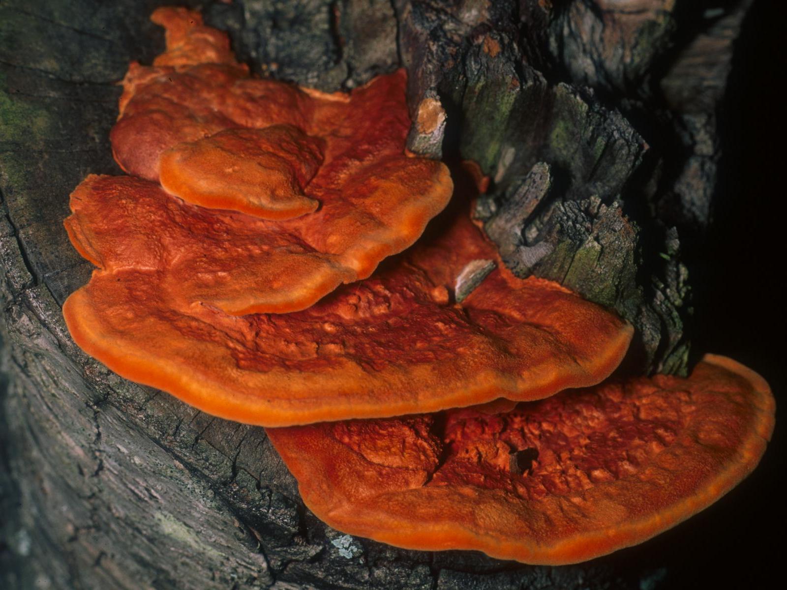 Pycnoporus_cinnabarinus_(Jacq.)_P._Karst_153