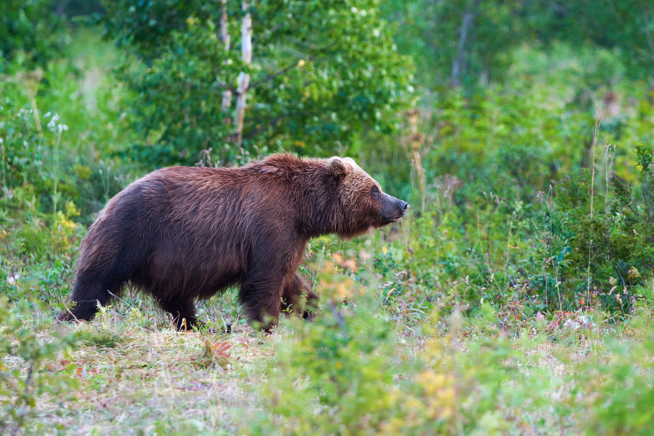 1751007796kamchatka-brown-bear-ursus-arctos-piscator-in-natu-2025-02-12-03-36-36-utc