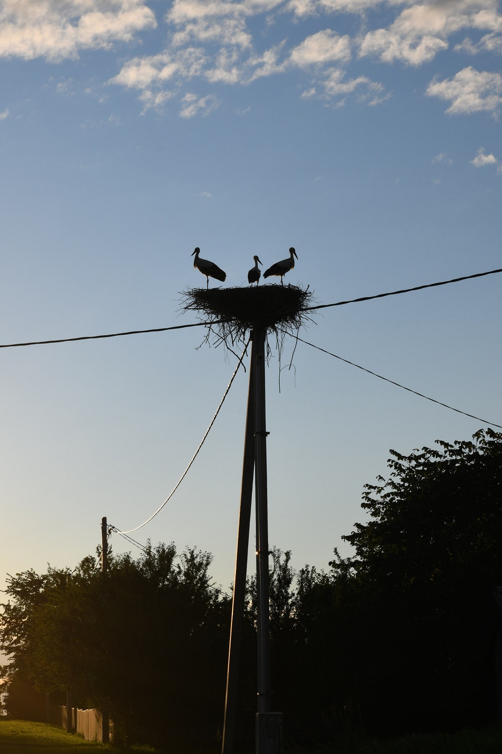 DSC_6262V