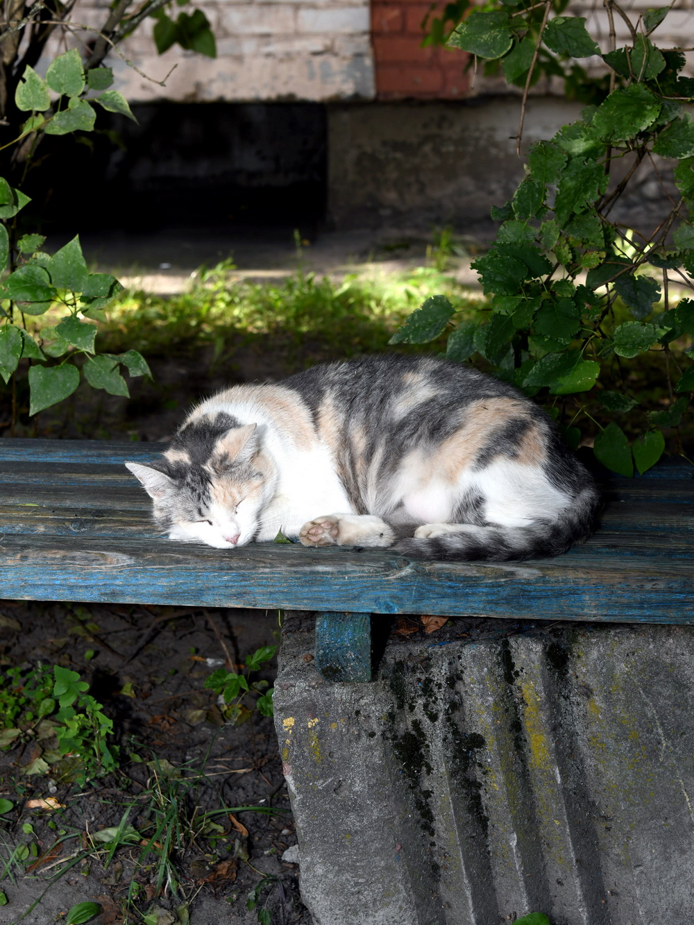 DSC_7019_новый размер