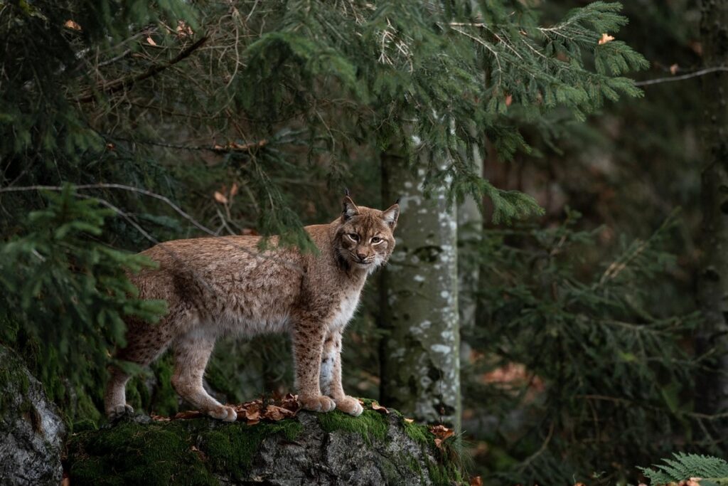 bobcat-4656312_1280-1024x683