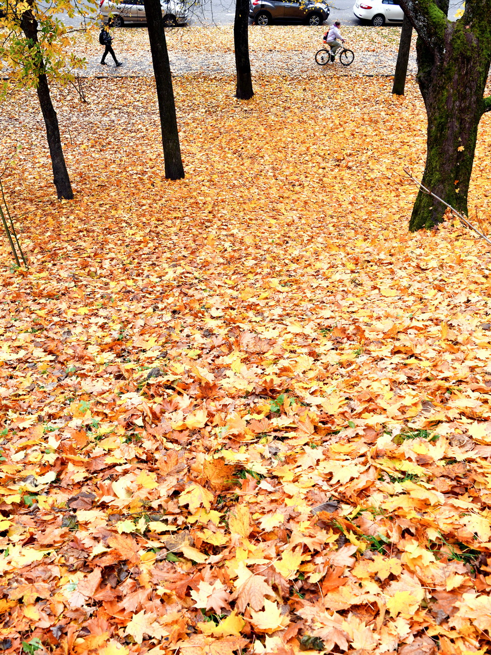 DSC_1064_новый размер