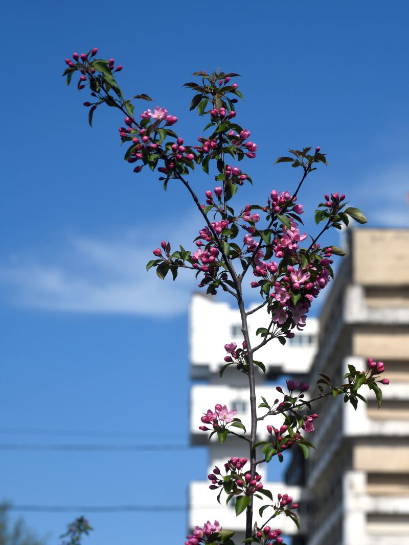DSC_1605