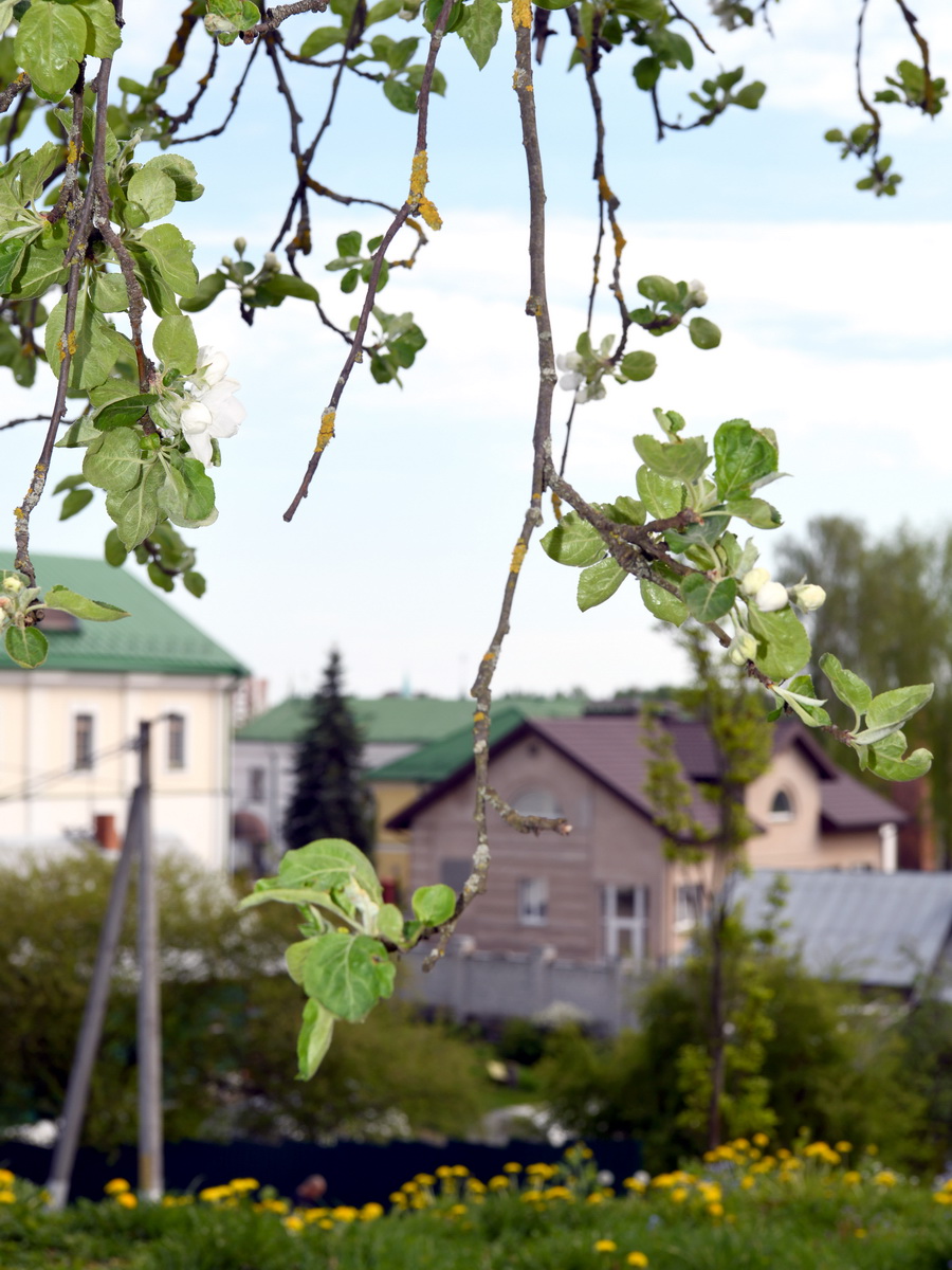 DSC_4389_новый размер