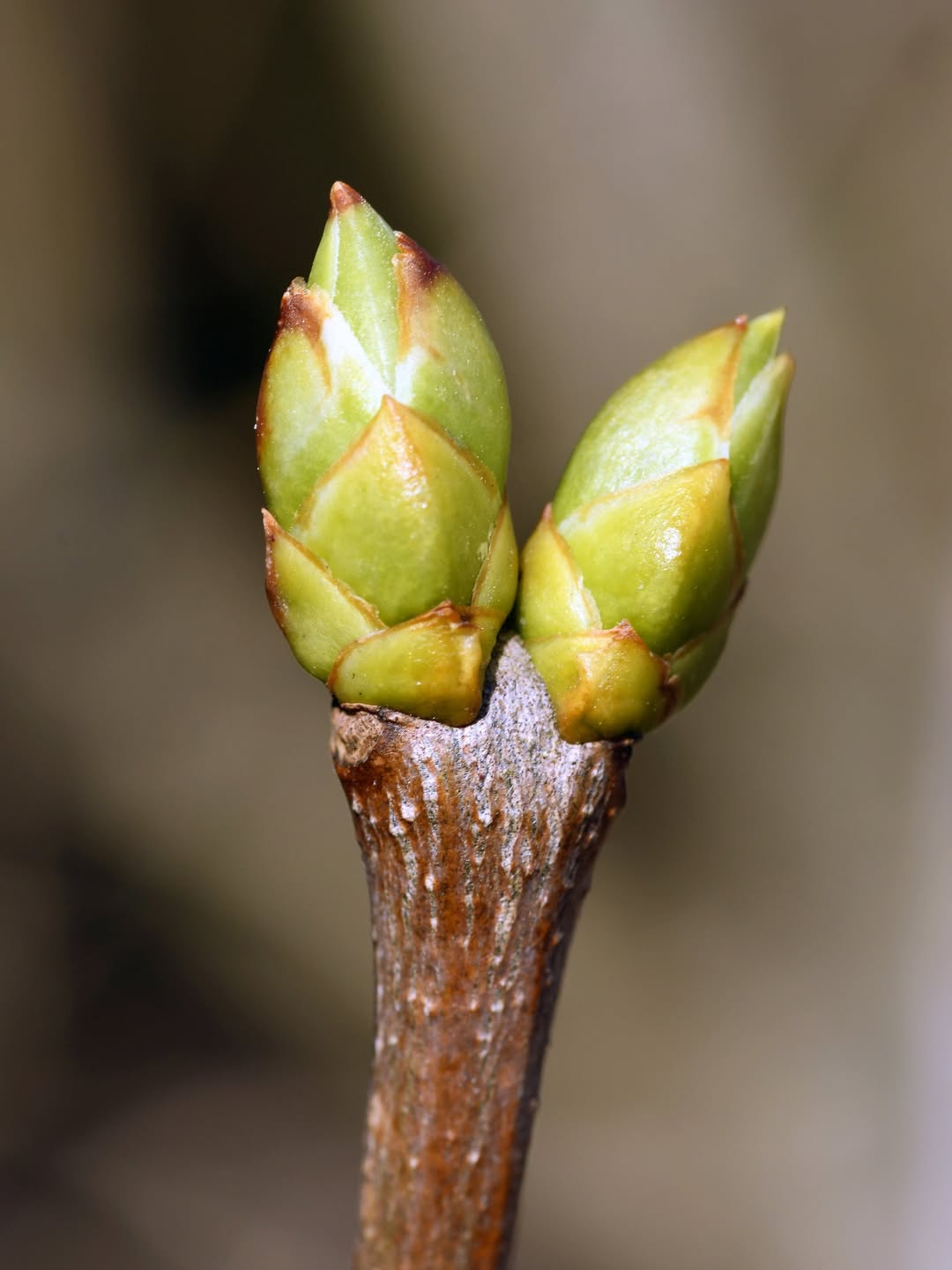 SnapInsta.to_651944228_18425988673189713_5201243621940706474_n_1