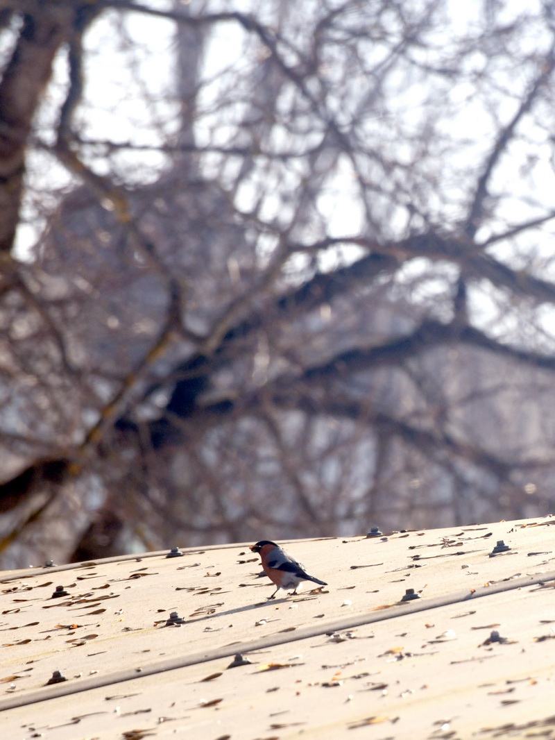 DSC_6750_новый размер