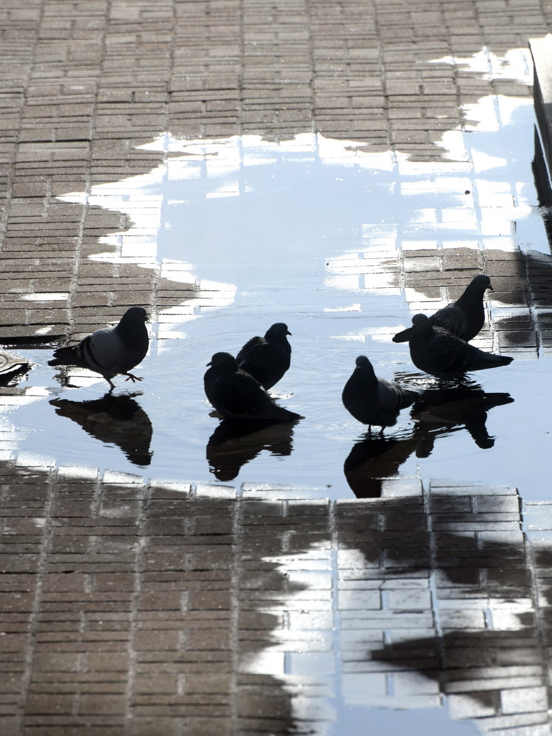 DSC_6794_новый размер