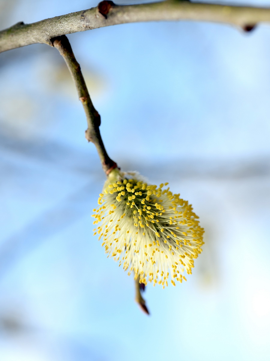 DSC_8114_новый размер