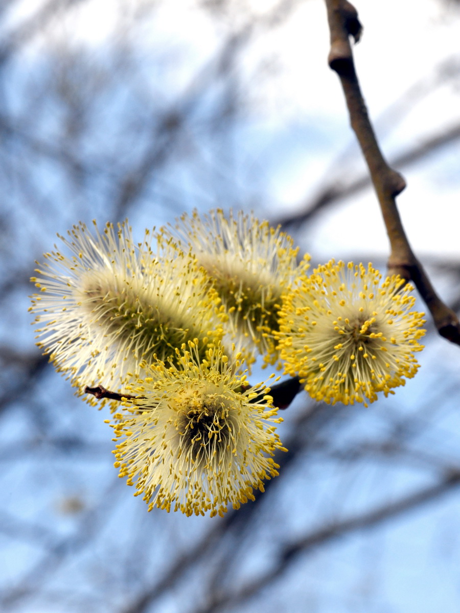 DSC_8116_новый размер