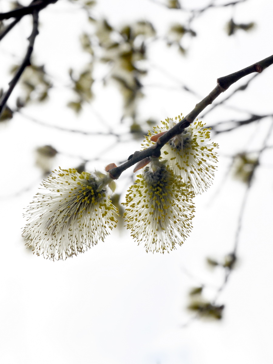 DSC_8132_новый размер