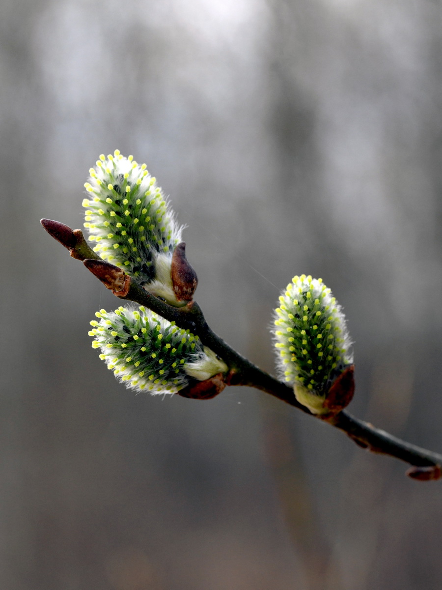 DSC_8155_новый размер