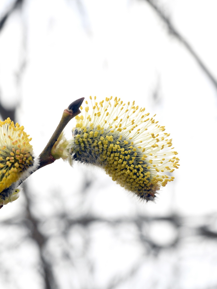 DSC_8185_новый размер