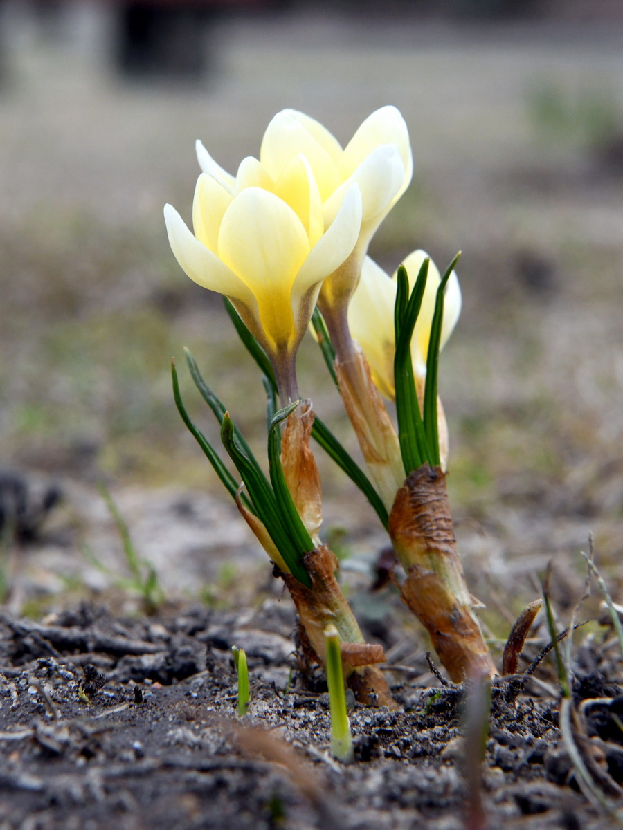 DSC_8207_новый размер