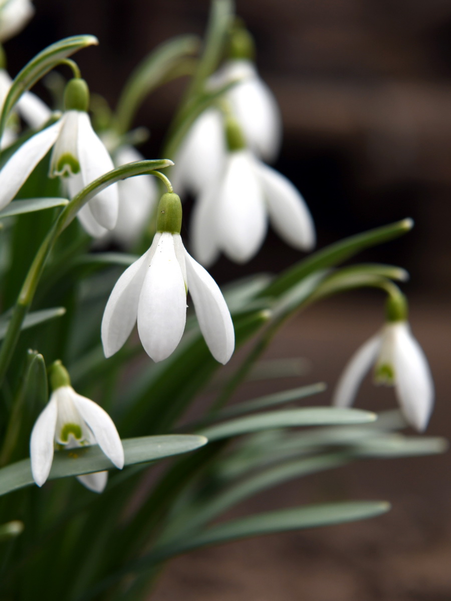 DSC_8219V_новый размер