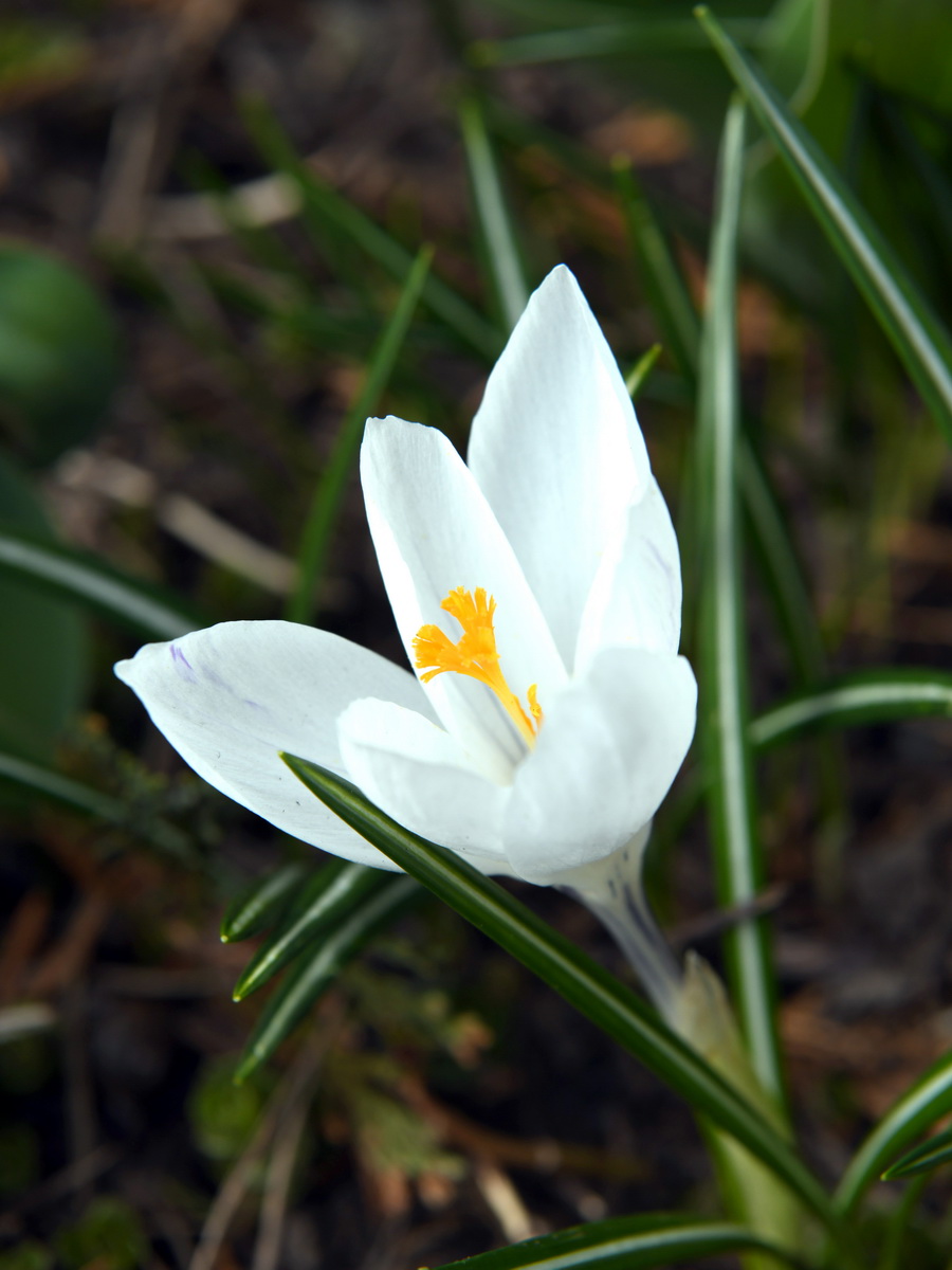 DSC_8226_новый размер