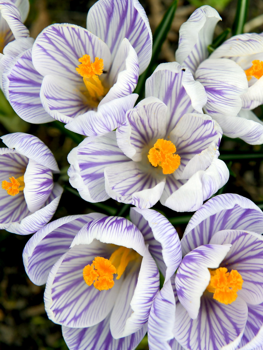 DSC_8229_новый размер