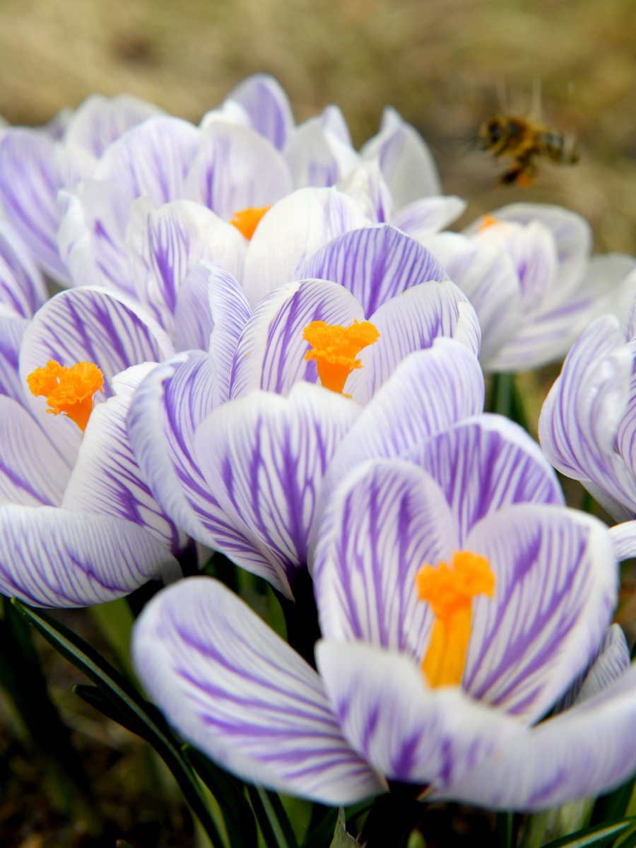 DSC_8235_новый размер