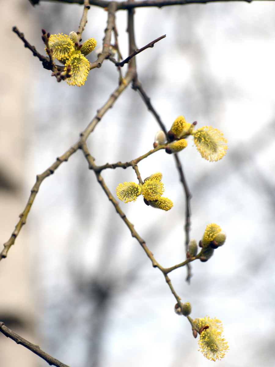 DSC_8331_новый размер