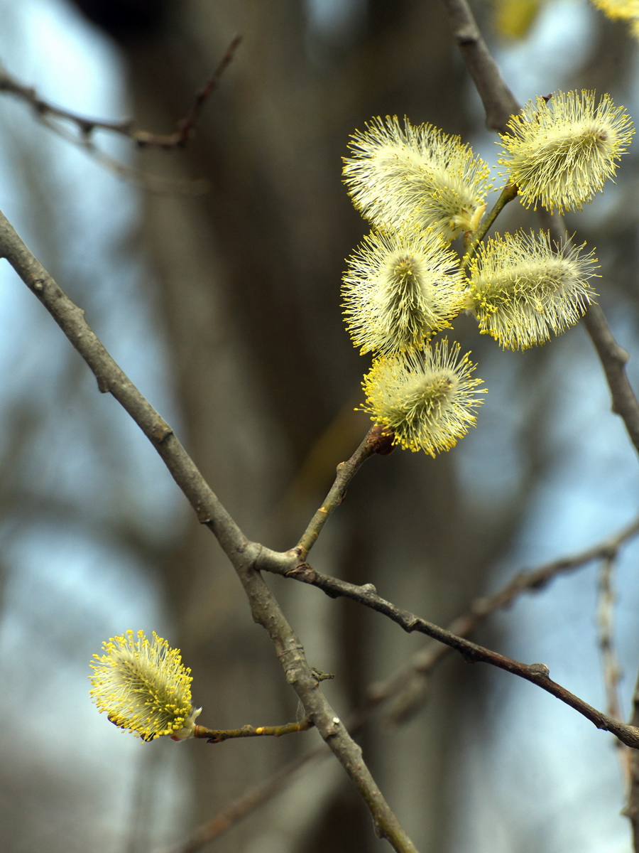 DSC_8464_новый размер