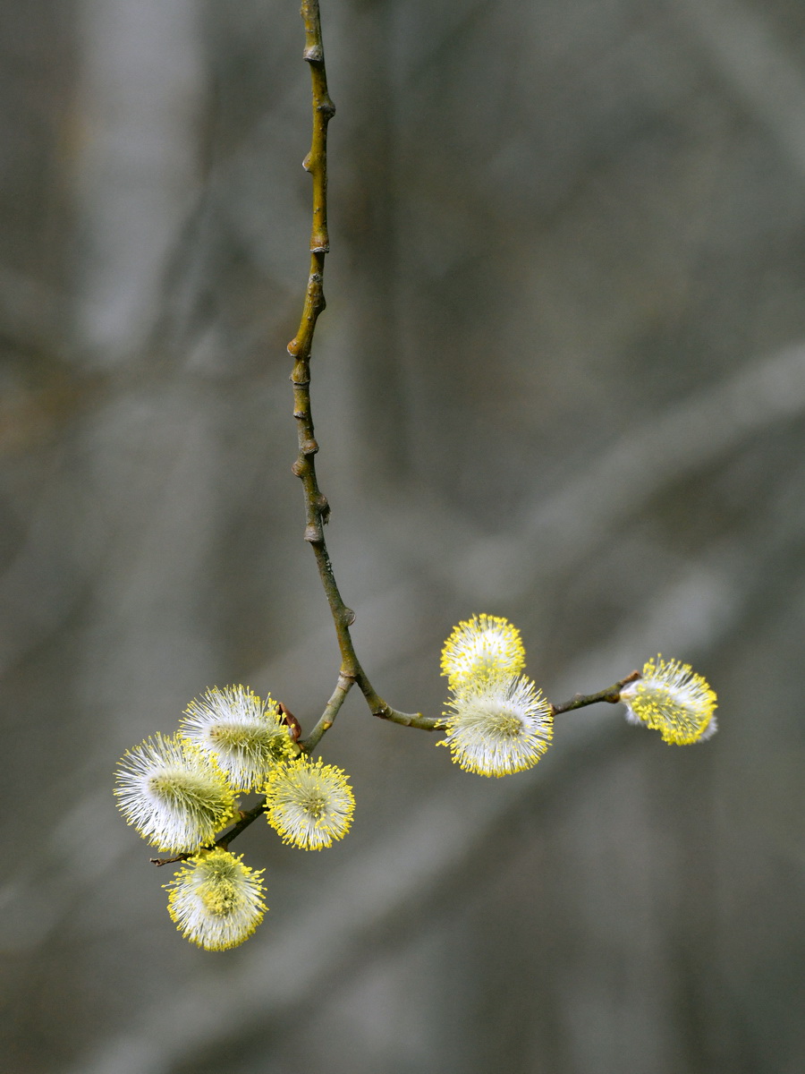 DSC_8467_новый размер