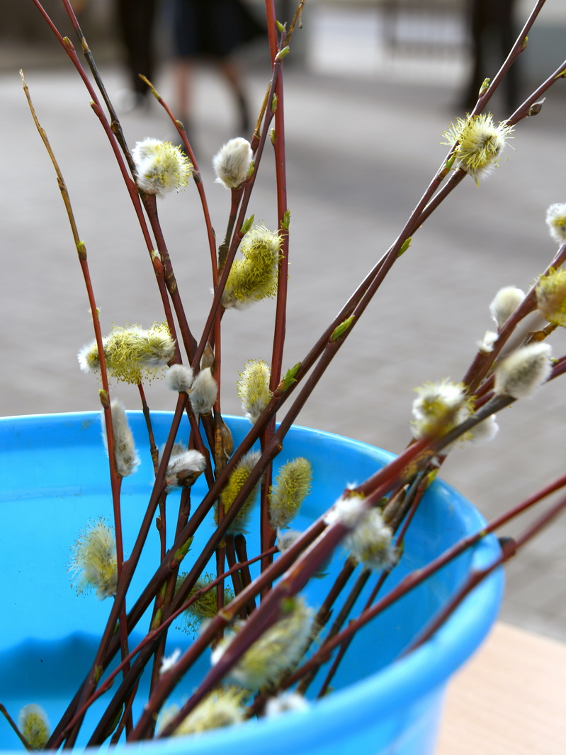 DSC_7830_новый размер