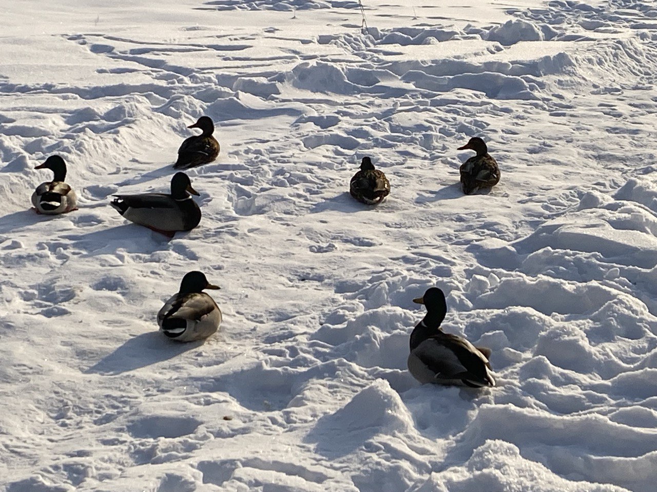 photo_2026-01-20_23-46-29