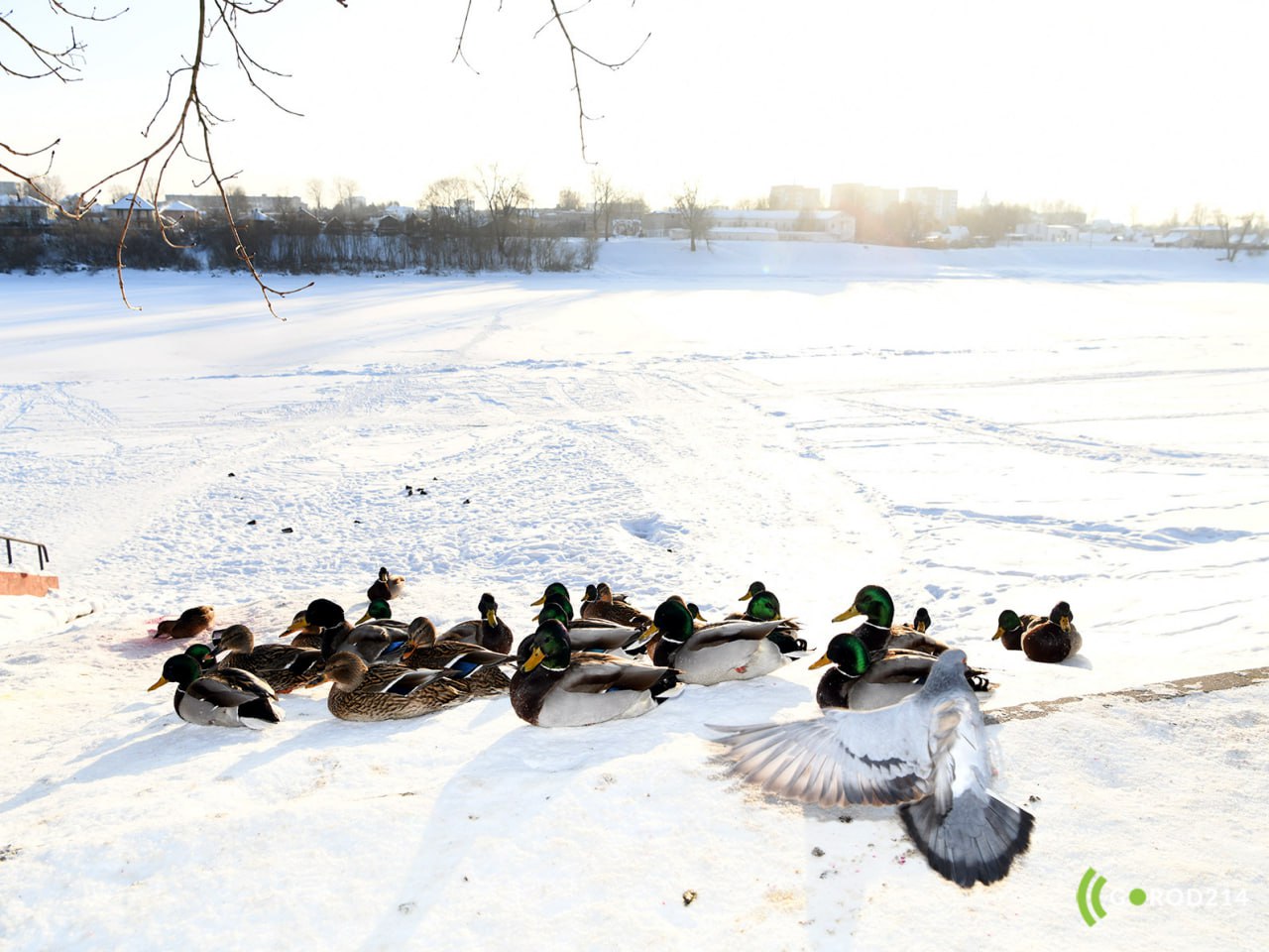 photo_2026-01-26_13-16-06