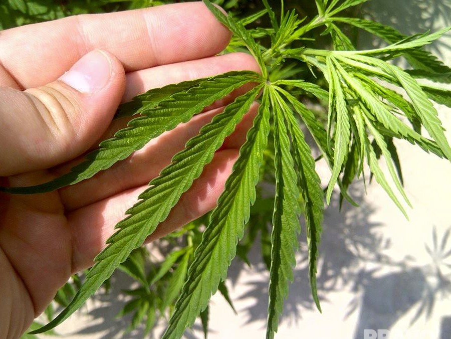 новости выращивание марихуаны