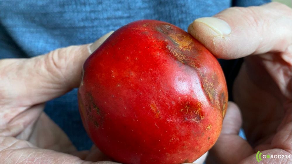 Осторожно, токсины! Эксперты рассказали, сколько хранить продукты и когда их лучше выбросить, чем съесть
