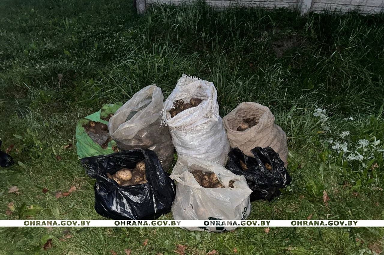 В Полоцком районе задержан мужчина, похитивший 120 кг картофеля